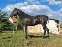 公马, Nonius horse — 照片 7