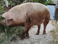 Sow, Pigs — photo 4