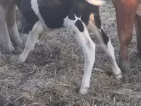 Bika, Holstein fajta — 2. fotó
