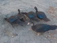 Ducks — foto 4
