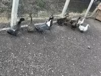Ducks — foto 2