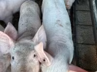 Schweine (Partie, Geschlecht nicht angegeben), Пьетрен — Foto 1