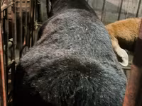 Beran, Arashan sheep — foto 1