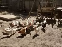 Chickens — photo 5
