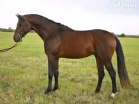 Horse (M), Thoroughbred horse — photo 3