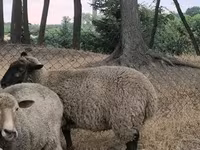 भेड़, White Suffolk sheep — फ़ोटो 2