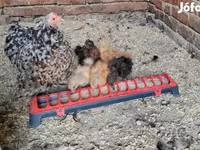 Silkie — foto 1