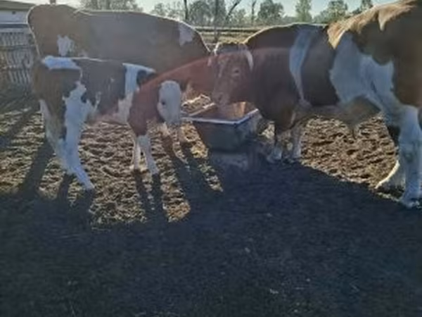 Tehén, Simmental cattle — Magyarország