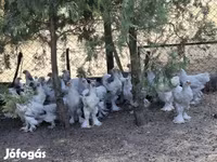 婆罗门鸡 — 照片 1