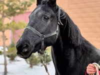 Klisna, Akhal-Teke — foto 1