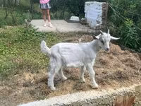 Cabro, Cabras — foto 2