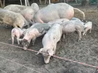 Säue, Schweine — Foto 2