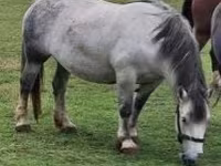 母马, Horses — 照片 1