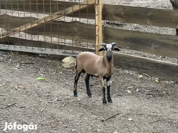 Kos, Cameroon sheep — Magyarország