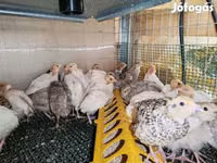 Quails — Foto 4