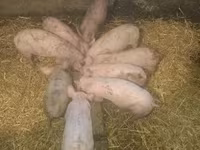 Locha, Świnie — zdjęcie 1