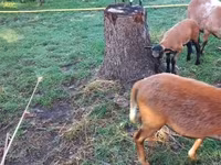 Schaf, Cameroon sheep — Foto 2