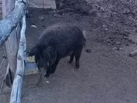 公猪, Мангалица — 照片 1