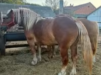 Kanca, Hungarian horse breed — 4. fotó