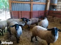Schaf, White Suffolk sheep — Foto 7