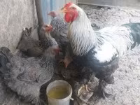 Brahma — photo 1