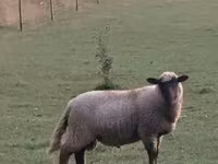 Sheep (batch, sex not specified), White Suffolk sheep — photo 3
