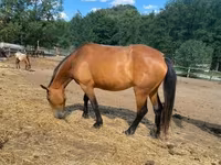 घोड़ी, Nonius horse — फ़ोटो 1