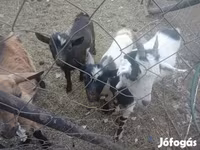 山羊（批次，未指定性别）, Goats — 照片 1