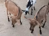 Cabras (lote, sexo no especificado), Cabras — foto 3