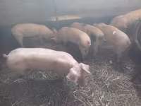 公猪, Pigs — 照片 3
