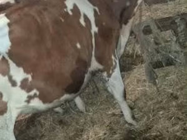 Bika, Simmental cattle