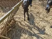 母山羊, Nubian Goat — 照片 3