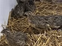 Quails — 4-сурет