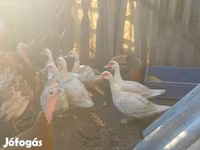 Ducks — foto 2