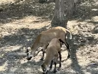 Cabro, Cabras — foto 1