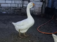 Geese — 1. fotó