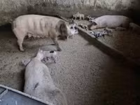 Süldőanya, Sertések — 2. fotó