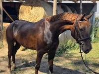 Mare, Hungarian horse breed — photo 8