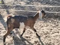 母山羊, Nubian Goat — 照片 3
