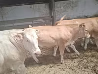Tehén, Blonde d’Aquitane cattle — 6. fotó