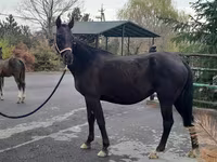 Kanca, Akhal-Teke — 1. fotó