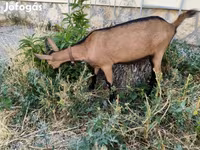 Nőstény kecske, Alpine goat — 3. fotó