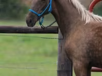 Hing, Black Sea breed — 4. fotó