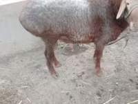 公羊, Sheep — 照片 3