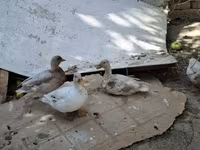 Ducks — الصورة 3