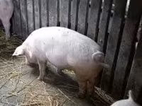 公猪, Крупная белая — 照片 4
