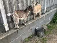 Коза, Альпийская коза — фото 4