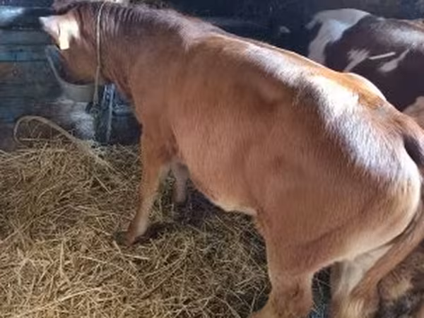 Tehén, Limousin tehén
