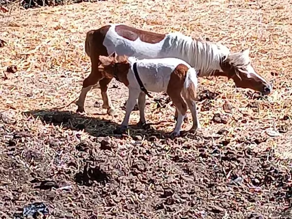 Kobyła, Australian Pony