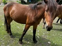 فرس, Međimurje horse — الصورة 6